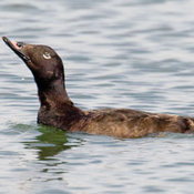 White-winged Scoter